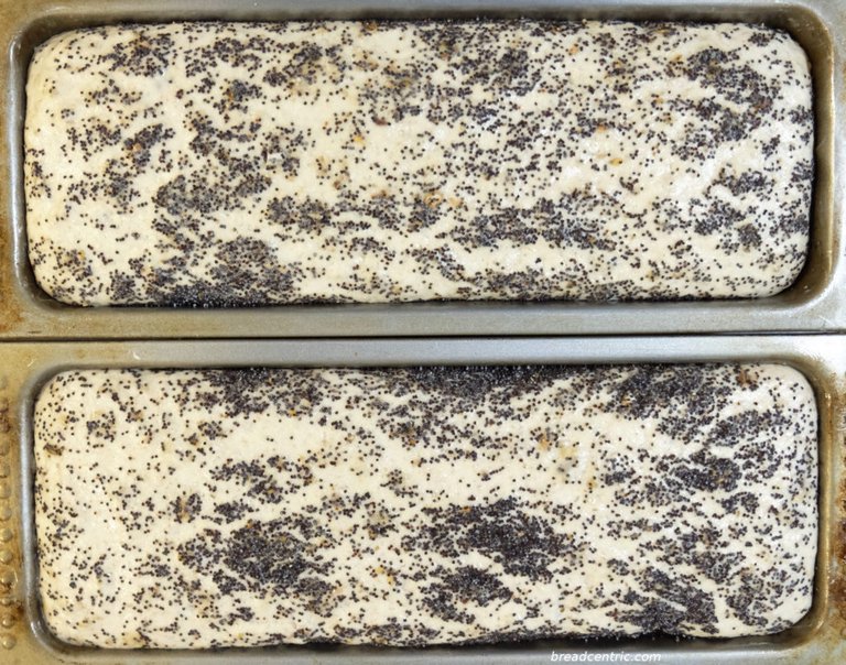 Dough after rising